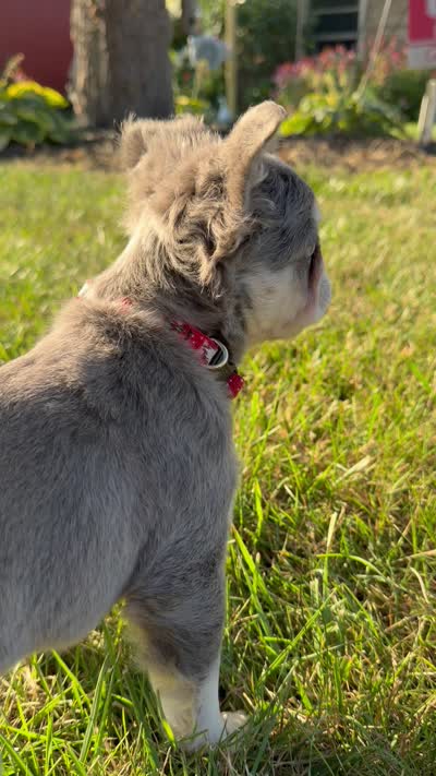 Misty - Sweet, Laid-Back Fluffy Frenchie, a female French Bulldog for sale in Caledonia, MI – 6 of 6