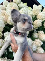 River – Smart, Fun Fluffy Frenchie Girl, a female French Bulldog for sale in Caledonia, MI – 5 of 6