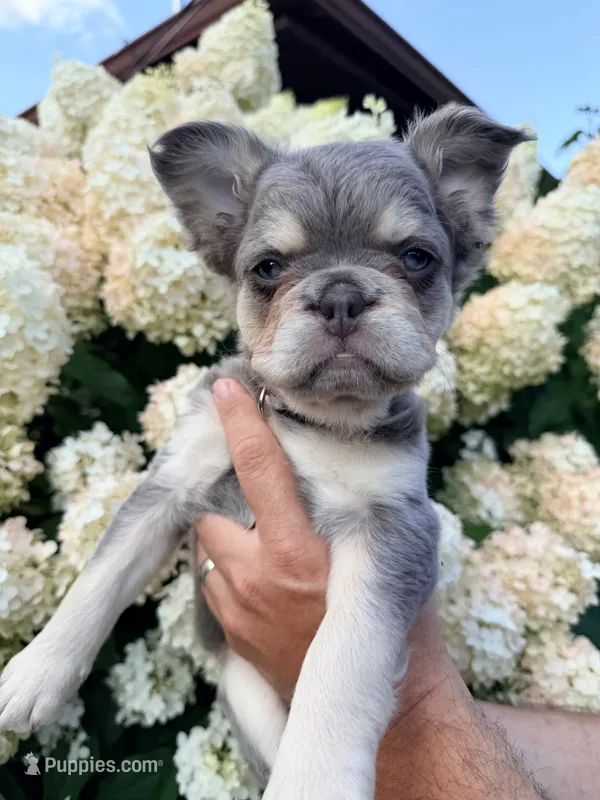 River – French Bulldog puppy for sale in Caledonia, MI