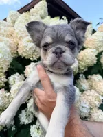 River – Smart, Fun Fluffy Frenchie Girl, a female French Bulldog for sale in Caledonia, MI – 1 of 6