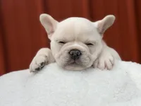 Messo , a male French Bulldog for sale in Caledonia, MI – 3 of 5