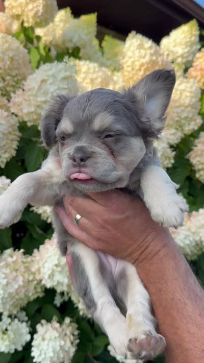 Misty - Sweet, Laid-Back Fluffy Frenchie, a female French Bulldog for sale in Caledonia, MI – 3 of 6