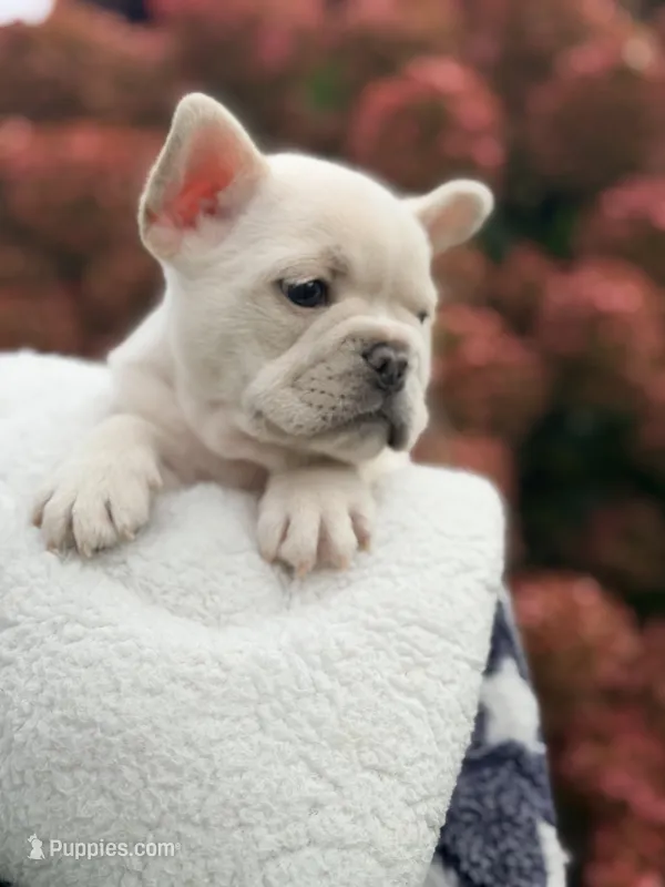 Messo  – French Bulldog puppy for sale in Caledonia, MI