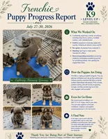 Misty , a female French Bulldog for sale in Caledonia, MI – 2 of 3