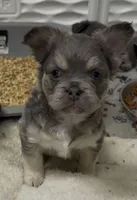 River, a female French Bulldog for sale in Caledonia, MI – 3 of 4