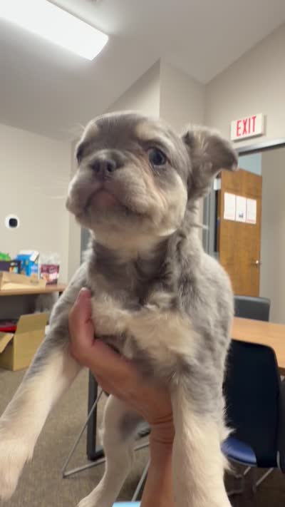 Misty , a female French Bulldog for sale in Caledonia, MI – 3 of 3