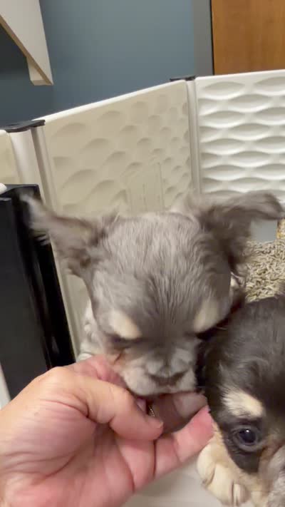 River, a female French Bulldog for sale in Caledonia, MI – 4 of 4
