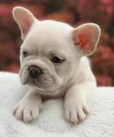 Messi, a male French Bulldog for sale in Caledonia, MI – 2 of 7