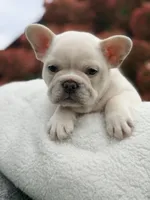 Messo , a male French Bulldog for sale in Caledonia, MI – 5 of 5