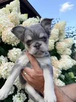 River – Smart, Fun Fluffy Frenchie Girl, a female French Bulldog for sale in Caledonia, MI – 3 of 6