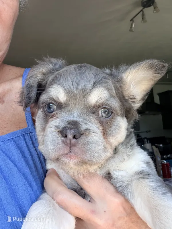 Misty  – French Bulldog puppy for sale in Caledonia, MI