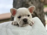 Messo , a male French Bulldog for sale in Caledonia, MI – 2 of 5
