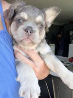 Misty - Sweet, Laid-Back Fluffy Frenchie, a female French Bulldog for sale in Caledonia, MI – 4 of 6