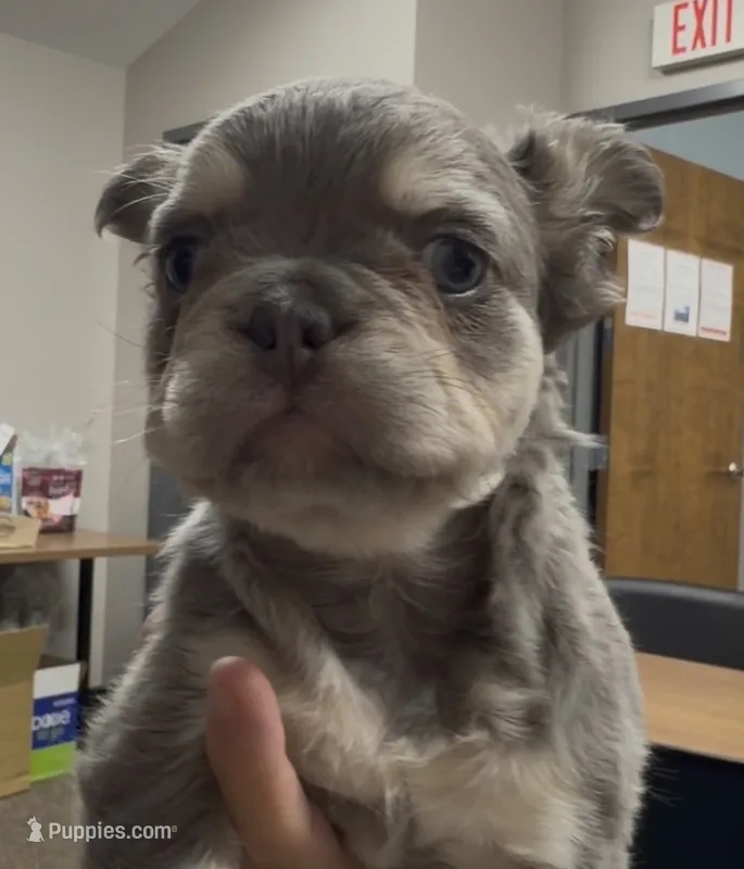 Misty  – French Bulldog puppy for sale in Caledonia, MI