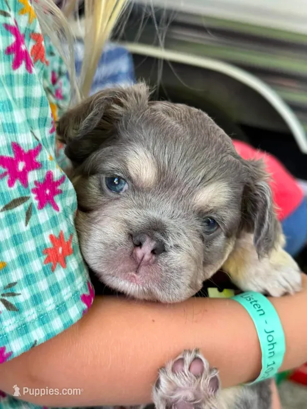 River – French Bulldog puppy for sale in Caledonia, MI