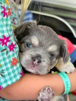 River, a female French Bulldog for sale in Caledonia, MI – 1 of 4