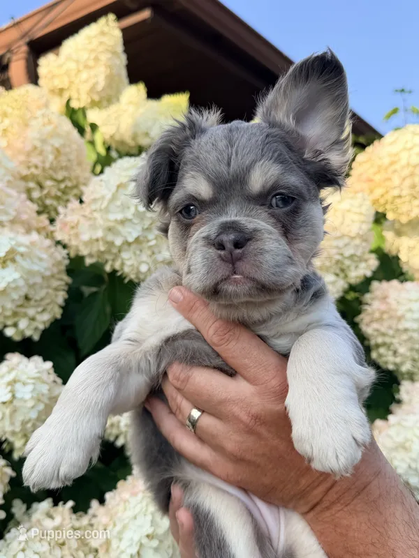 Misty - Sweet, Laid-Back Fluffy Frenchie – French Bulldog puppy for sale in Caledonia, MI
