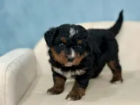Galaxy, a female Bernedoodle for sale in Mount Hope, OH – Photo 1 of 2