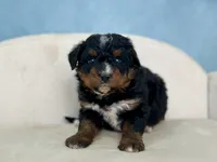 Galaxy, a female Bernedoodle for sale in Mount Hope, OH – Photo 2 of 2