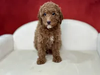 Claudia, a female Poodle - Miniature  for sale in Mount Hope, OH – Photo 6 of 9