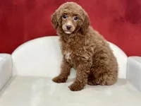 Claudia, a female Poodle - Miniature  for sale in Mount Hope, OH – Photo 4 of 9