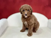 Claudia, a female Poodle - Miniature  for sale in Mount Hope, OH – Photo 5 of 9