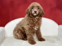 Claudia, a female Poodle - Miniature  for sale in Mount Hope, OH – Photo 1 of 9