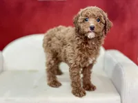 Claudia, a female Poodle - Miniature  for sale in Mount Hope, OH – Photo 7 of 9