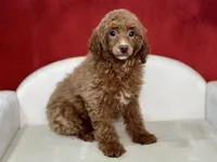 Claudia, a female Poodle - Miniature  for sale in Mount Hope, OH – Photo 2 of 9