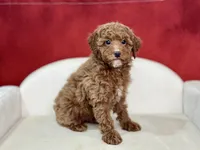 Claudia, a female Poodle - Miniature  for sale in Mount Hope, OH – Photo 8 of 9