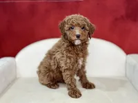 Claudia, a female Poodle - Miniature  for sale in Mount Hope, OH – Photo 9 of 9