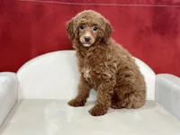 Claudia, a female Poodle - Miniature  for sale in Mount Hope, OH – Photo 3 of 9