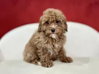 Clover, a female Poodle - Miniature  for sale in Mount Hope, OH – Photo 6 of 8