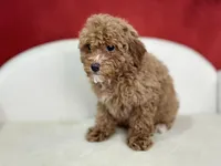 Clover, a female Poodle - Miniature  for sale in Mount Hope, OH – Photo 5 of 8
