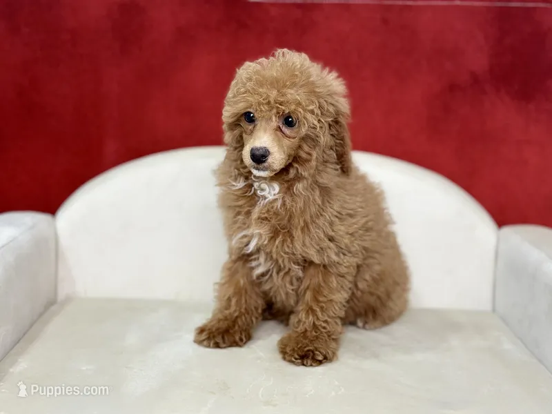 Clover, a female Poodle - Miniature  for sale in Mount Hope, OH – Photo 1 of 8