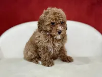 Clover, a female Poodle - Miniature  for sale in Mount Hope, OH – Photo 7 of 8