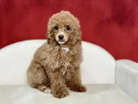 Clover, a female Poodle - Miniature  for sale in Mount Hope, OH – Photo 4 of 8