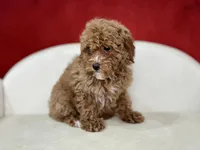 Clover, a female Poodle - Miniature  for sale in Mount Hope, OH – Photo 8 of 8