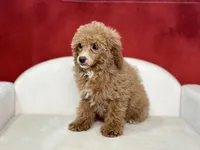 Clover, a female Poodle - Miniature  for sale in Mount Hope, OH – Photo 2 of 8