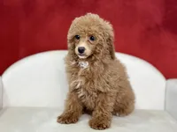 Clover, a female Poodle - Miniature  for sale in Mount Hope, OH – Photo 3 of 8