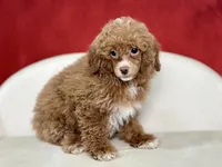 Clarity, a female Poodle - Miniature  for sale in Mount Hope, OH – Photo 1 of 8