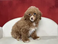 Clarity, a female Poodle - Miniature  for sale in Mount Hope, OH – Photo 4 of 8