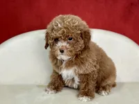 Clarity, a female Poodle - Miniature  for sale in Mount Hope, OH – Photo 5 of 8