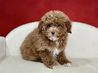 Clarity, a female Poodle - Miniature  for sale in Mount Hope, OH – Photo 7 of 8