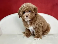 Clarity, a female Poodle - Miniature  for sale in Mount Hope, OH – Photo 6 of 8