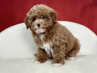 Clarity, a female Poodle - Miniature  for sale in Mount Hope, OH – Photo 8 of 8