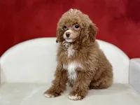 Clarity, a female Poodle - Miniature  for sale in Mount Hope, OH – Photo 3 of 8