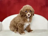 Clarity, a female Poodle - Miniature  for sale in Mount Hope, OH – Photo 2 of 8