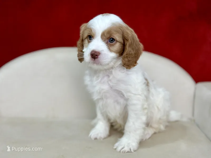 Creed, a male Cavapoo for sale in Mount Hope, OH – Photo 1 of 6