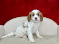 Creed, a male Cavapoo for sale in Mount Hope, OH – Photo 5 of 6